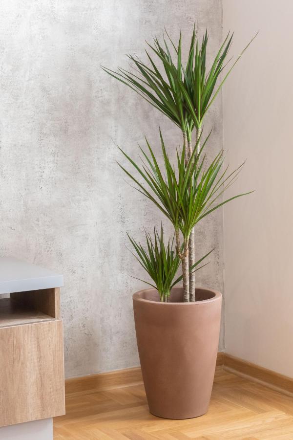 Apartment Bohemia Belgrad Dış mekan fotoğraf